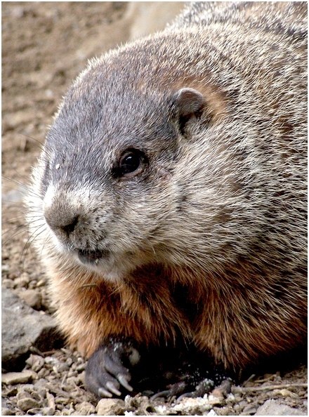 Figure 4 — A groundhog (woodchuck), the classic eastern target for a .17 HMR. A full-grown animal is far larger than a prairie dog, and the bullet has to reach the vitals through more of it. Photograph by Eif…