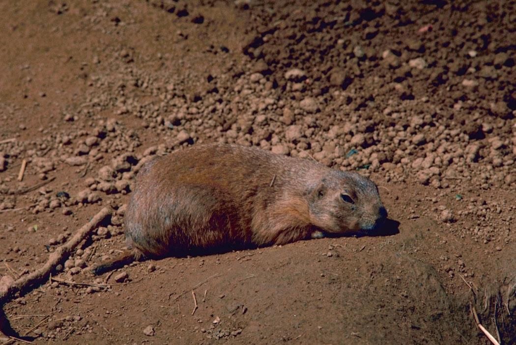 Figure 1 — A black-tailed prairie dog at its burrow. Prairie dogs and ground squirrels at 100 to 200 yards are the job the .17 rimfires were built for: a small animal, a long way off, where a flat trajectory …